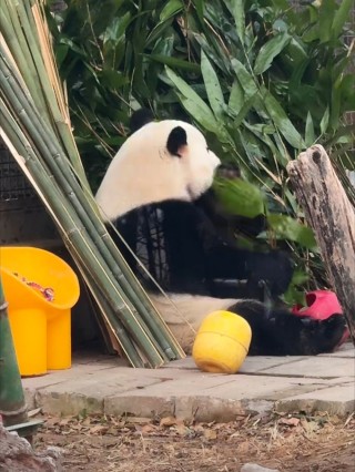 搜狐订阅：白小姐一肖一码今晚开奖-北京动物园辟谣萌兰出国