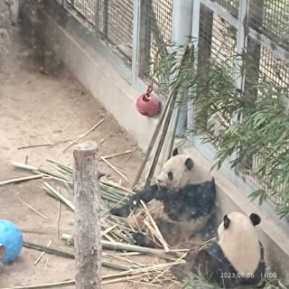 搜狐订阅：白小姐一肖一码今晚开奖-北京动物园辟谣萌兰出国