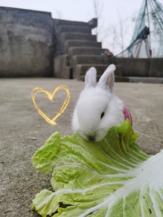 小红书:白小姐一肖一码今晚开奖-白菜吃哪个部位