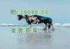 微博订阅:澳门一肖一码必中一肖一精准-座右铭是什么