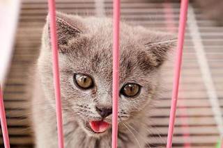 中新网:新澳门2024正版资料免费公开-猫咪飞机耳是什么意思