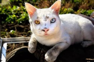 中新网:新澳门2024正版资料免费公开-猫咪飞机耳是什么意思